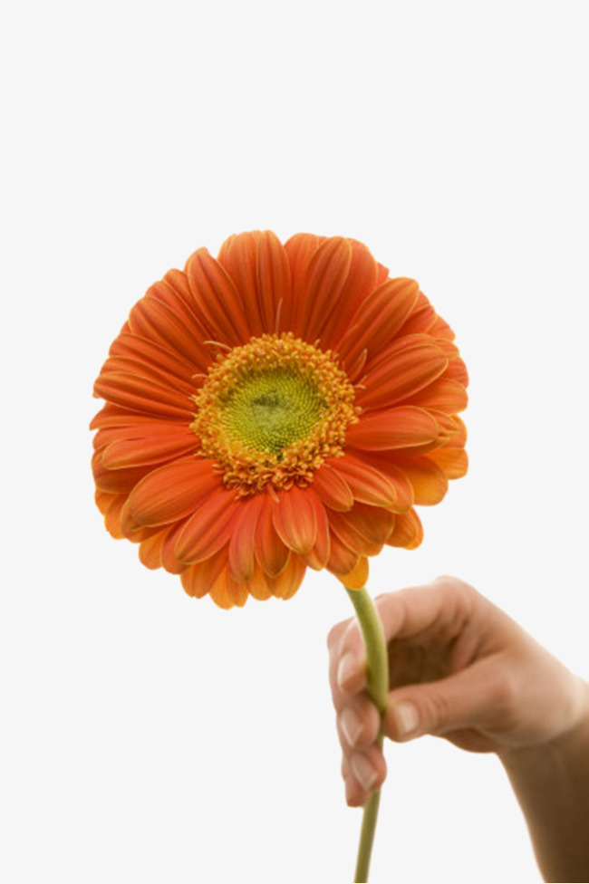 橙色鲜艳的被手拿着的一朵大花实物
