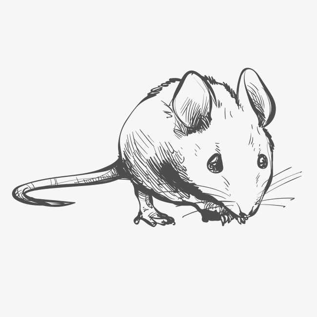 简笔手绘设计老鼠手绘绘画动物小清新简约老鼠