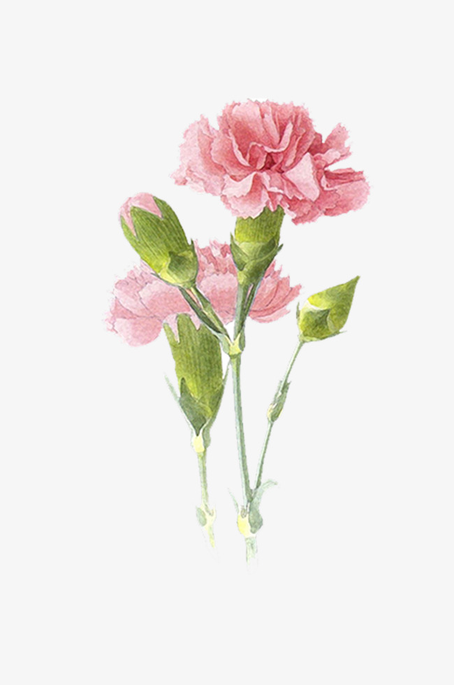 手绘水彩淡雅花卉母亲节康乃馨