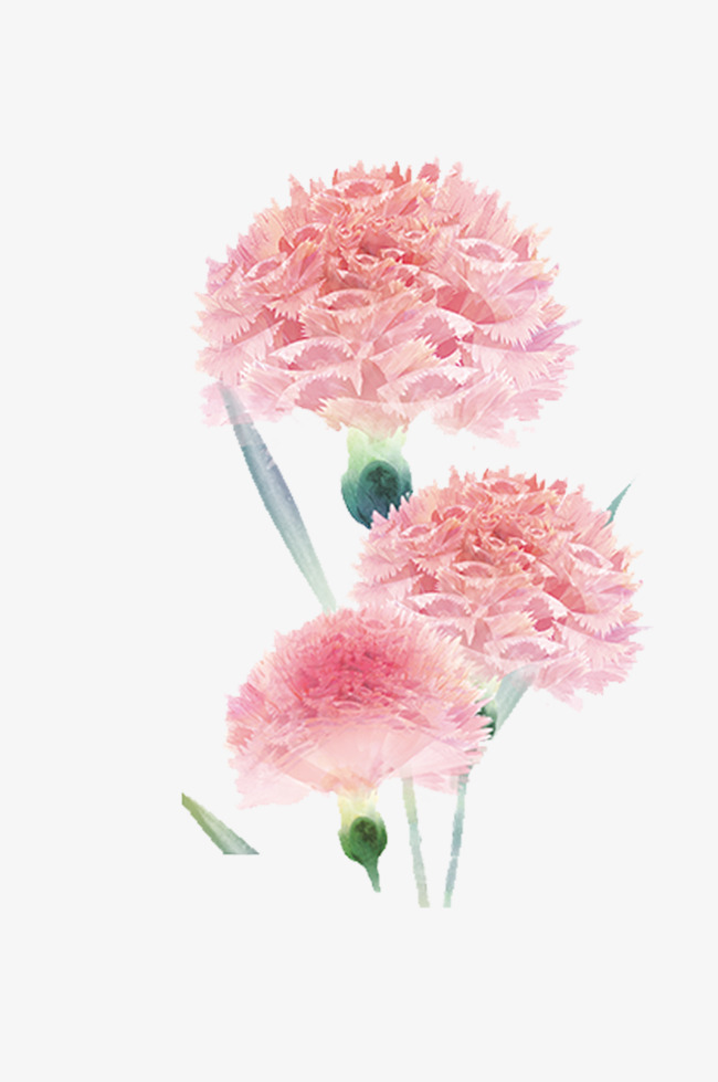 手绘水彩装饰插图母亲节粉嫩花卉康乃馨