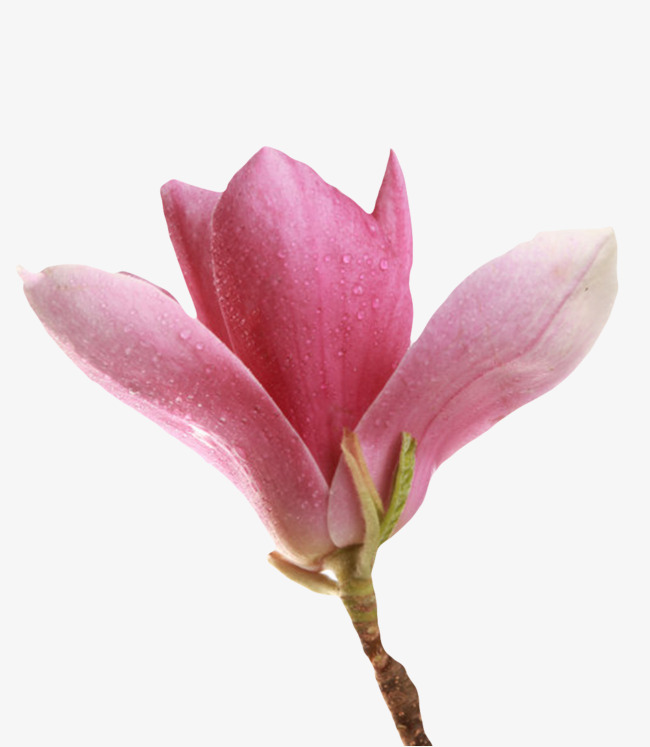 红色带香味和水滴的玉兰花瓣实物