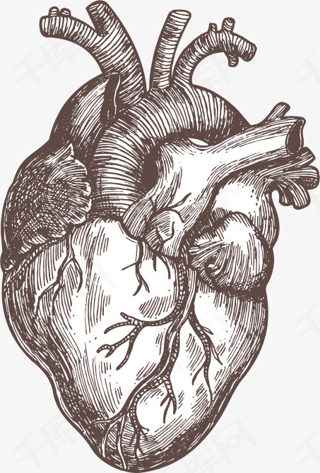 手绘身体器官心脏