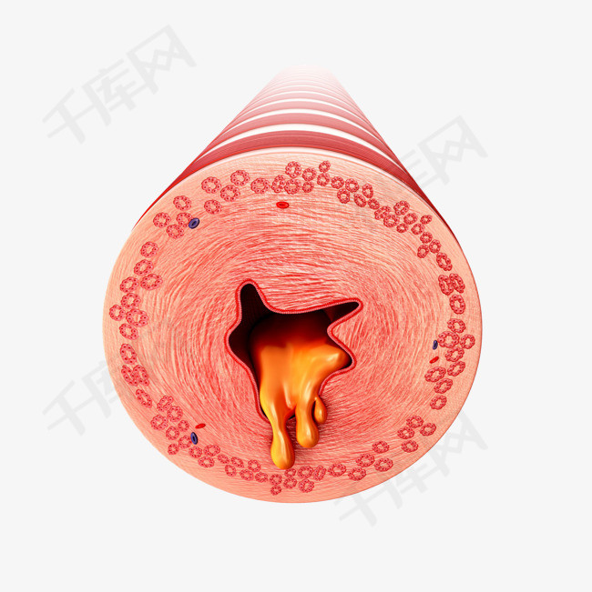 血管横截面立体插画