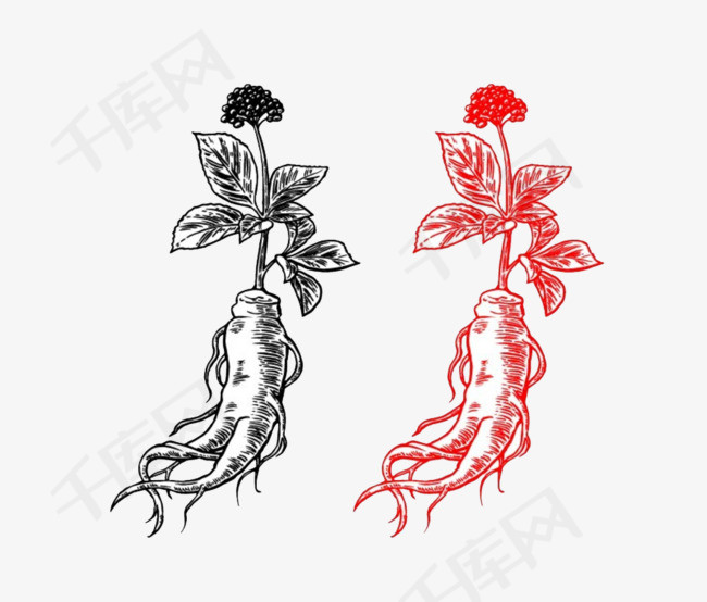卡通手绘中草药人参素材
