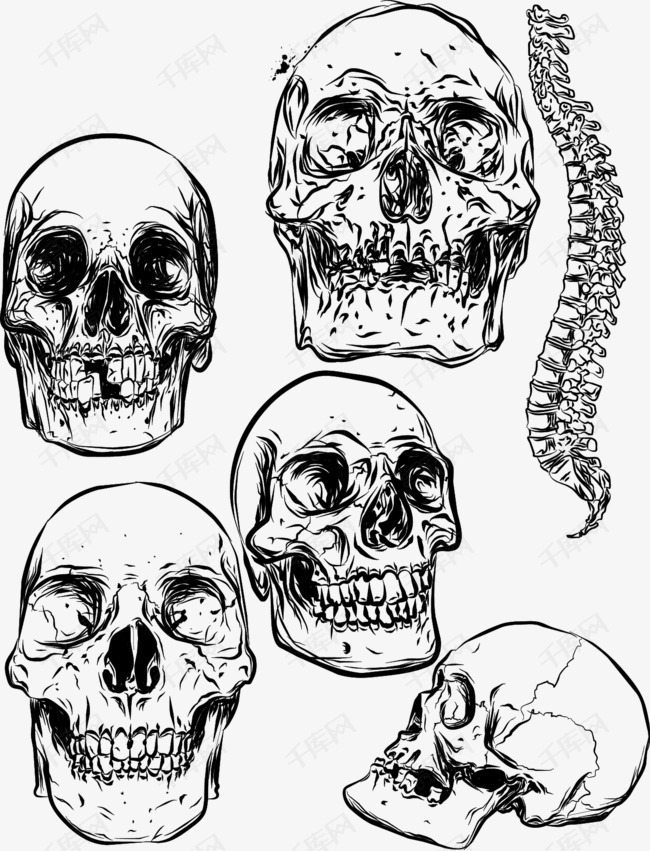矢量骷髅的素材免抠骷髅矢量图骨头脊椎