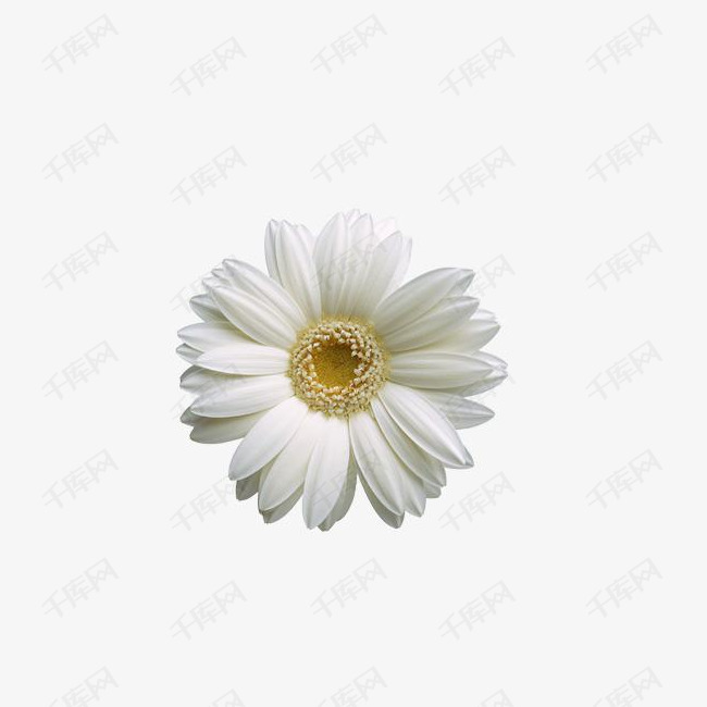白色向日葵的素材免抠白色花朵花朵向日葵植物