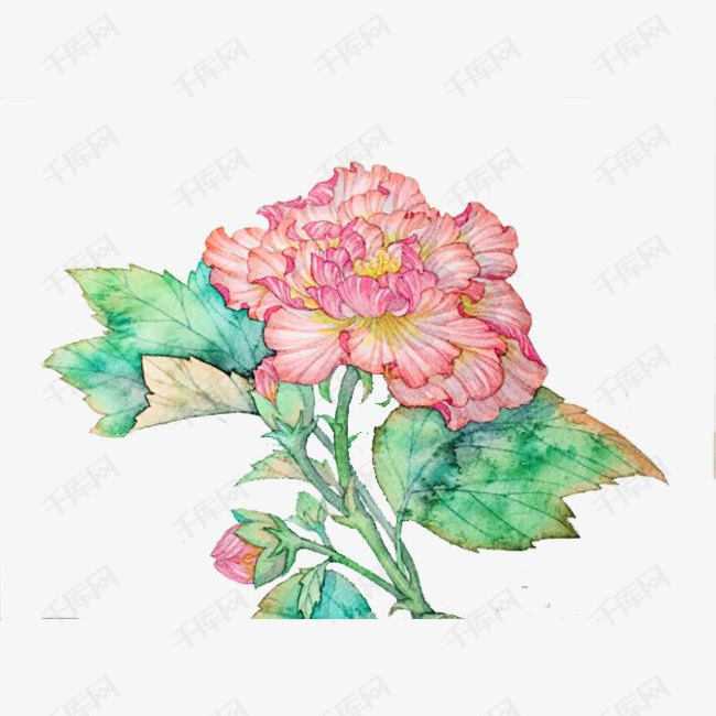 手绘木芙蓉