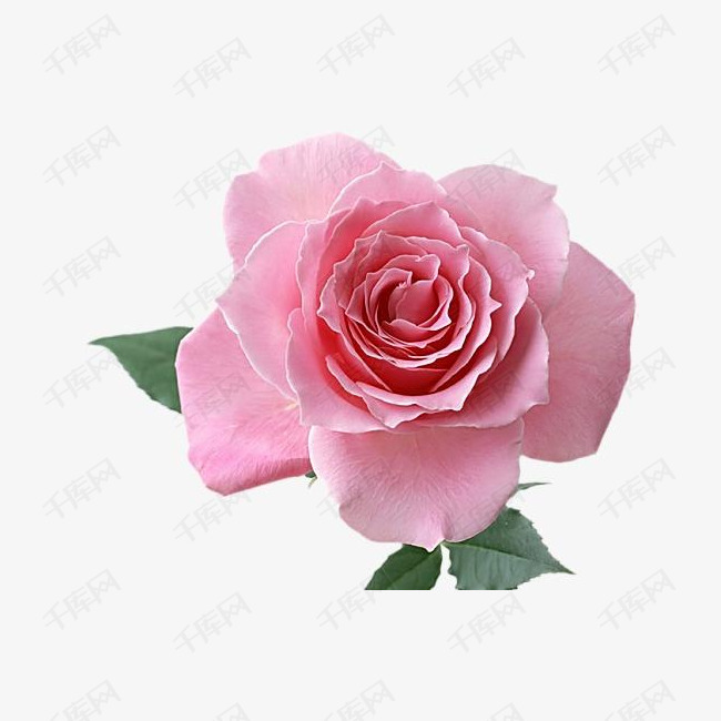 粉色层次花瓣的素材免抠