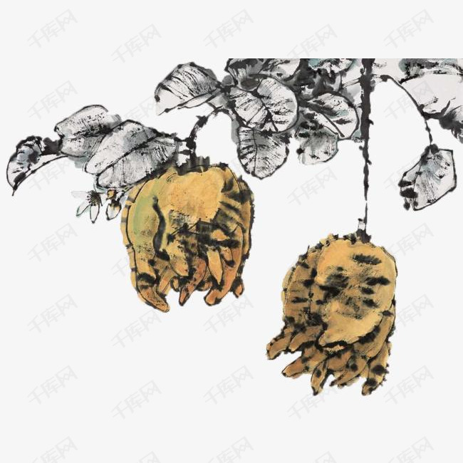 瓜藤上的佛手瓜水墨画