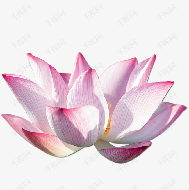 荷花花瓣