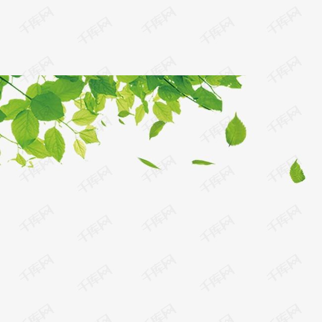 树叶的素材免抠