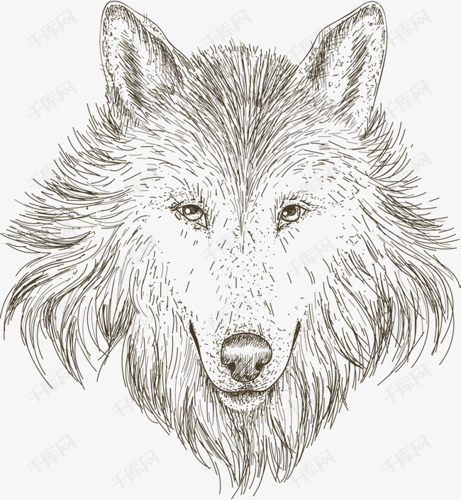 手绘素描狼头