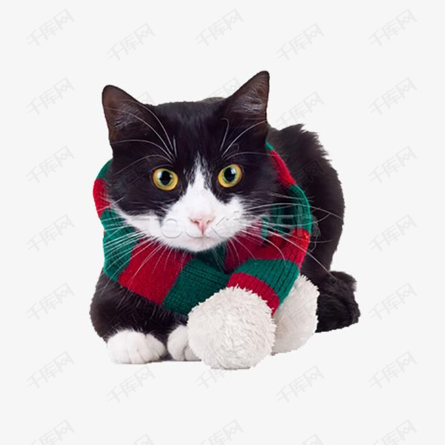 可爱黑猫