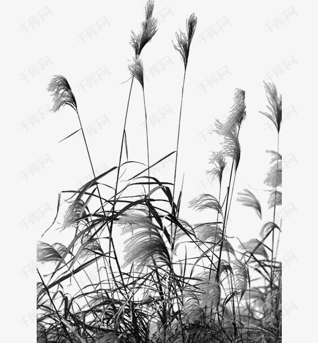 芦苇荡黑白照片的素材免抠芦苇荡芦苇枝头黑白照片大自然摄影