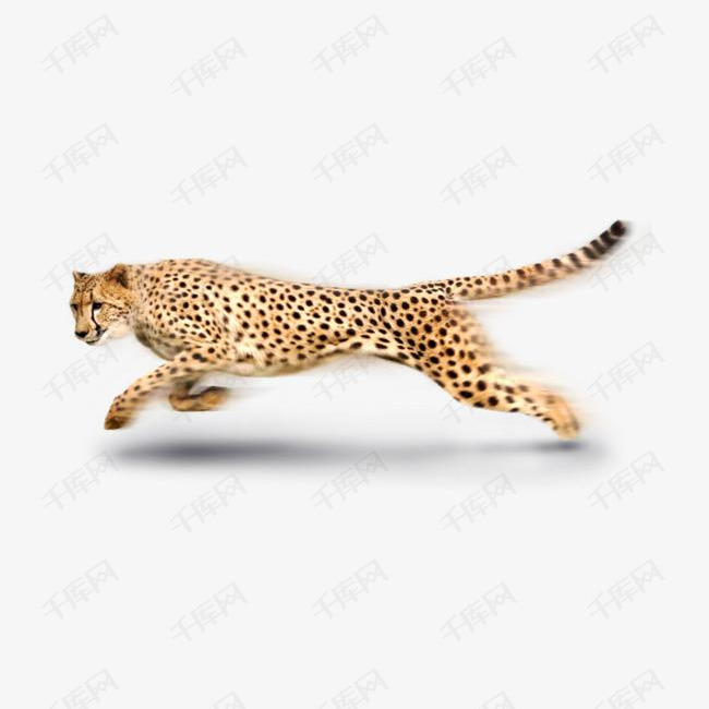 非洲猎豹的素材免抠豹子猎豹png图片奔跑中免抠素材