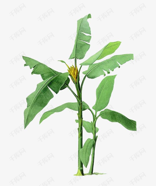 大叶子植物图片