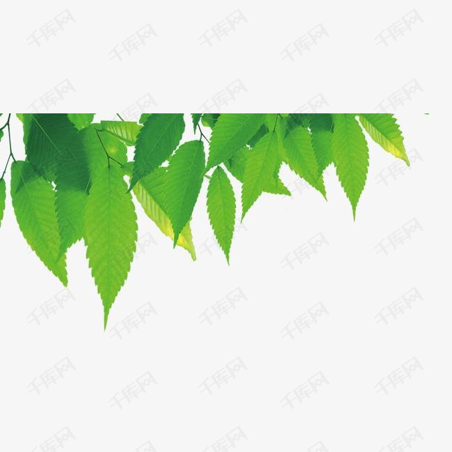 绿色的树叶的素材免抠树叶树枝绿色背景素材装饰