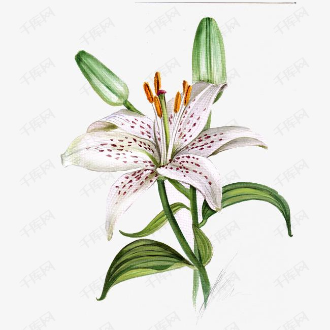 一朵百合花