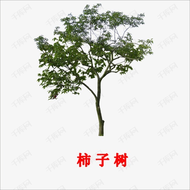 柿子树的素材免抠柿子树木大树