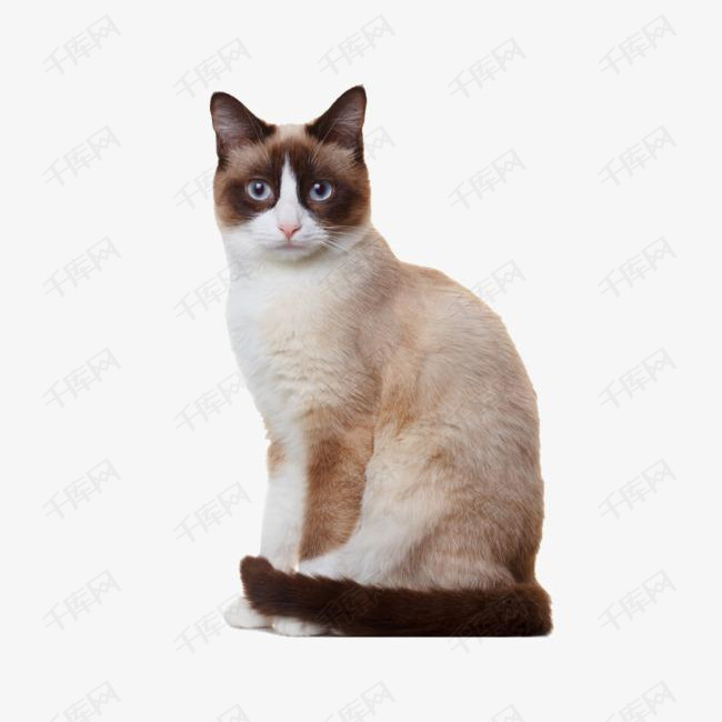 可爱的宠物猫的素材免抠