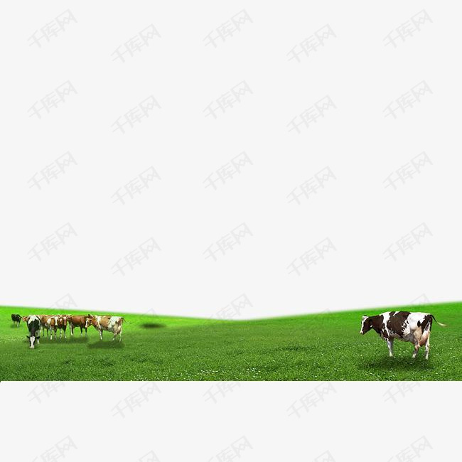 牛奶宣传海报的素材免抠绿色草地牛奶产地奶牛喝奶内蒙古旅游宣传不知