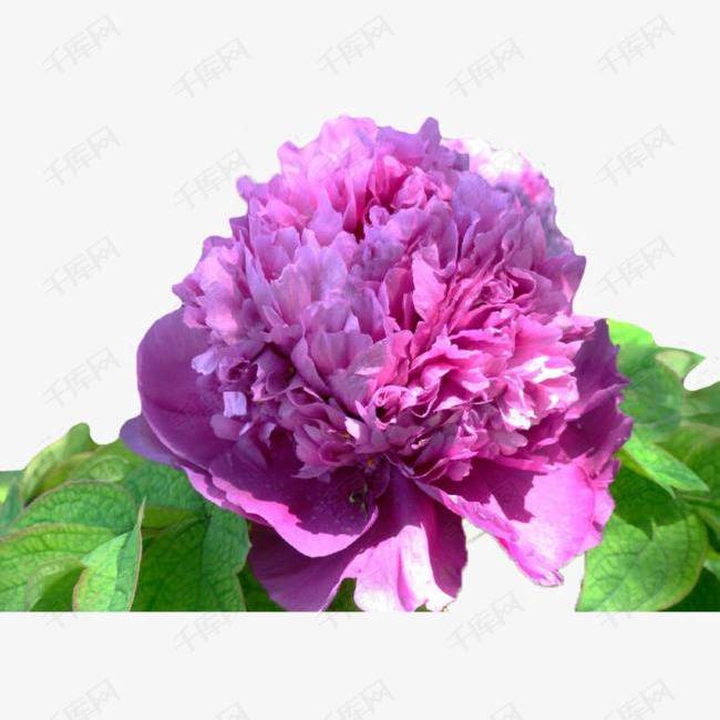 紫色牡丹花素材
