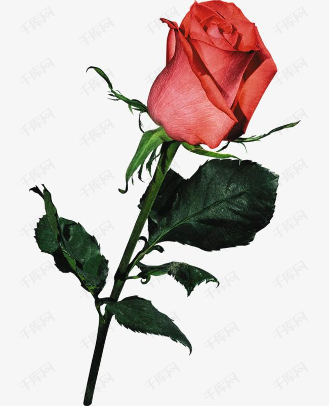 一朵玫瑰花素材图片免费下载_高清卡通手绘png_千库网
