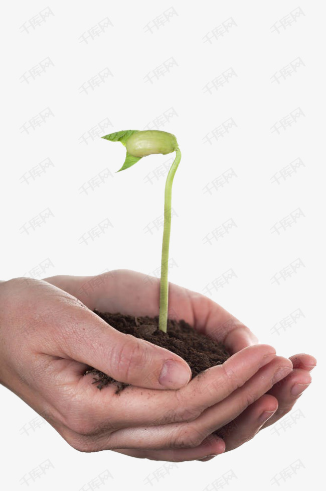 捧在手里的芽菜的素材免抠豆芽蔬菜绿豆芽食材绿色手