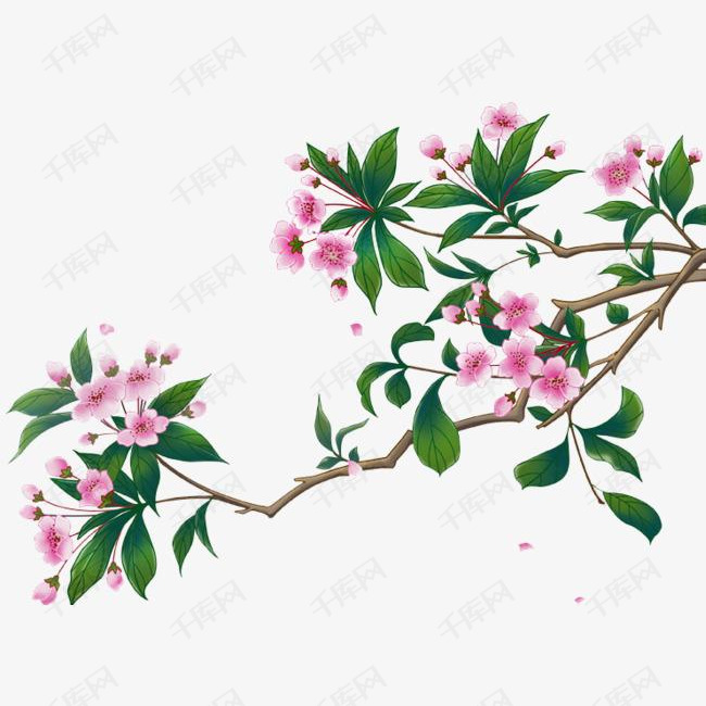海棠树素材
