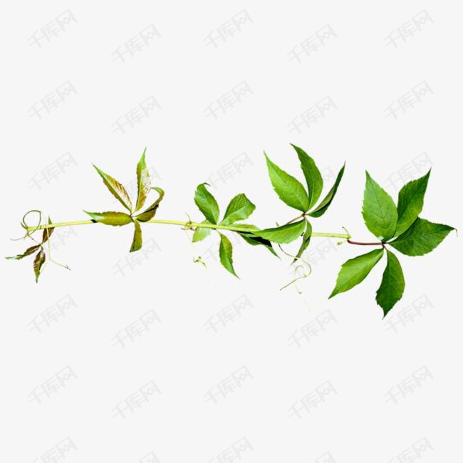 一株植物