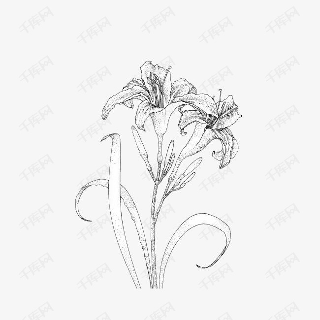 百合花素描