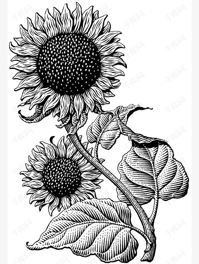 向日葵的素材免抠向日葵手绘线条黑白植物