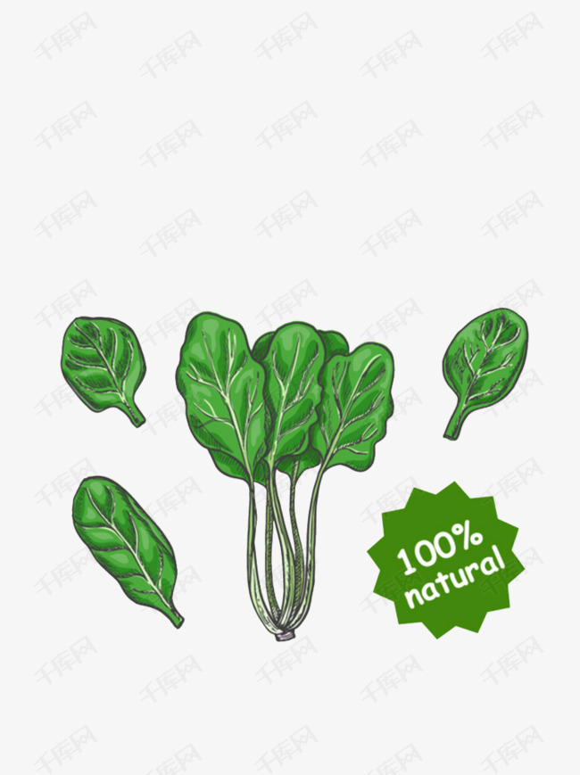绿色菠菜的素材免抠卡通手绘绿色菠菜