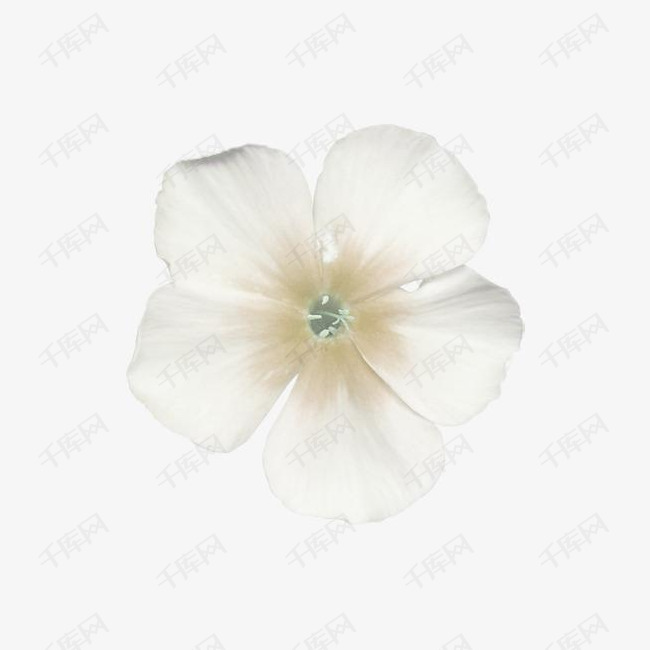 白色花瓣的素材免抠白色五瓣花朵手绘简图