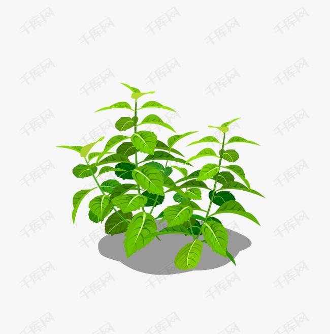 薄荷