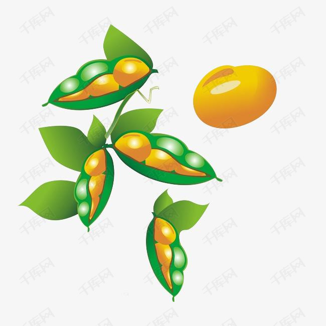 卡通黄豆的素材免抠黄豆豌豆卡通手绘手绘黄豆