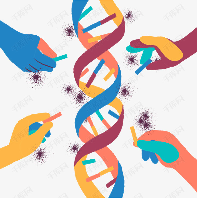 矢量dna