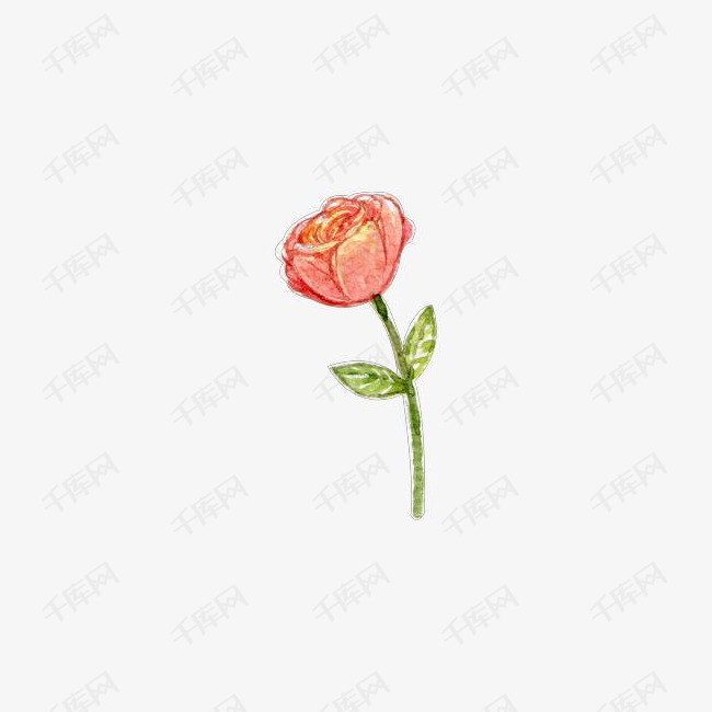 手绘玫瑰花