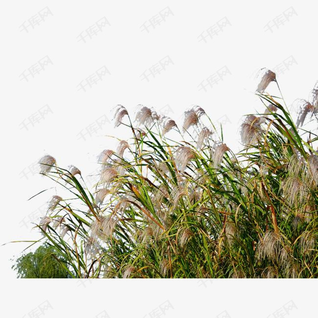 湿地边郁郁葱葱的芦苇荡素材图片免费下载_高清png_千