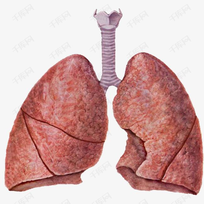肺部图片素材图片免费下载_高清图片png_千库网(图片