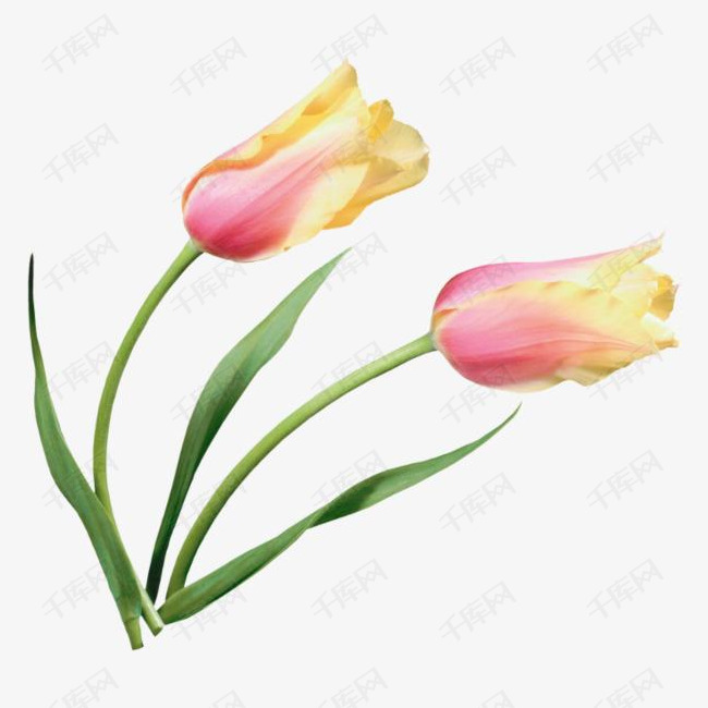 郁金香实物图免扣素材的素材免抠郁金香花卉花朵一朵郁金香粉色郁金香