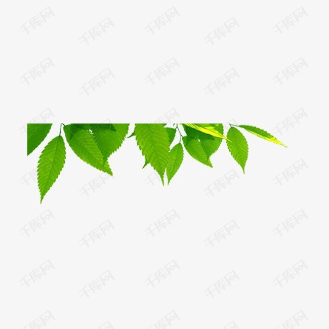 树叶的素材免抠
