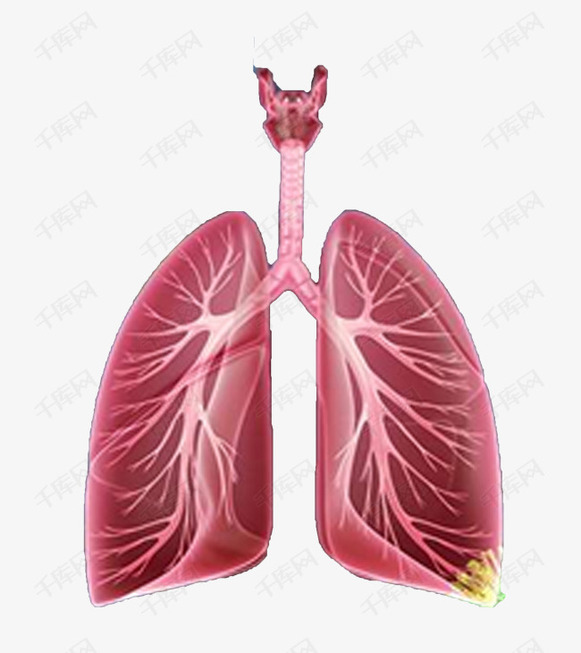 肺部健康的素材免抠肺健康卡通手绘