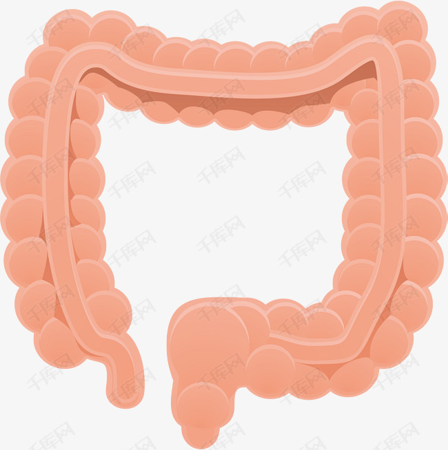 肠子png元素的素材免抠肠子器官卡通png元素生物医药