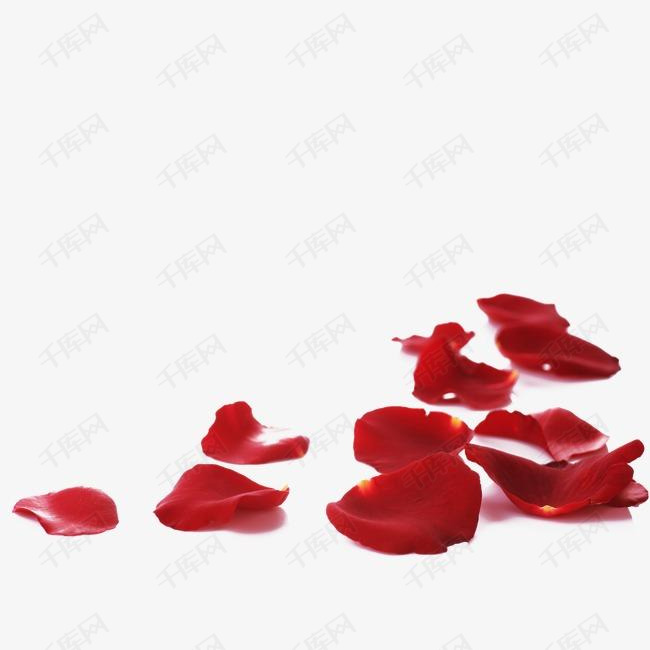 红色飘落凋零玫瑰花瓣装饰