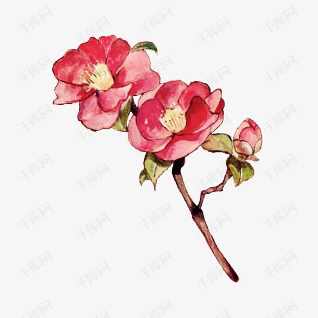 手绘中国风山茶花