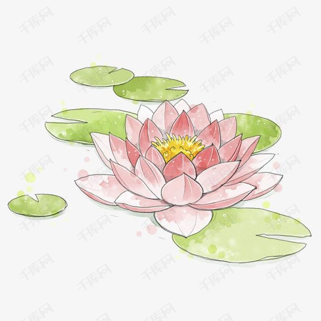 荷花水彩画