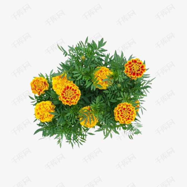 万寿菊花