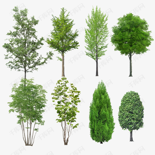 不同的树的素材免抠素材树木绿色品种