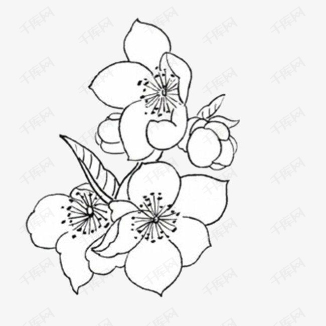 手绘杏花
